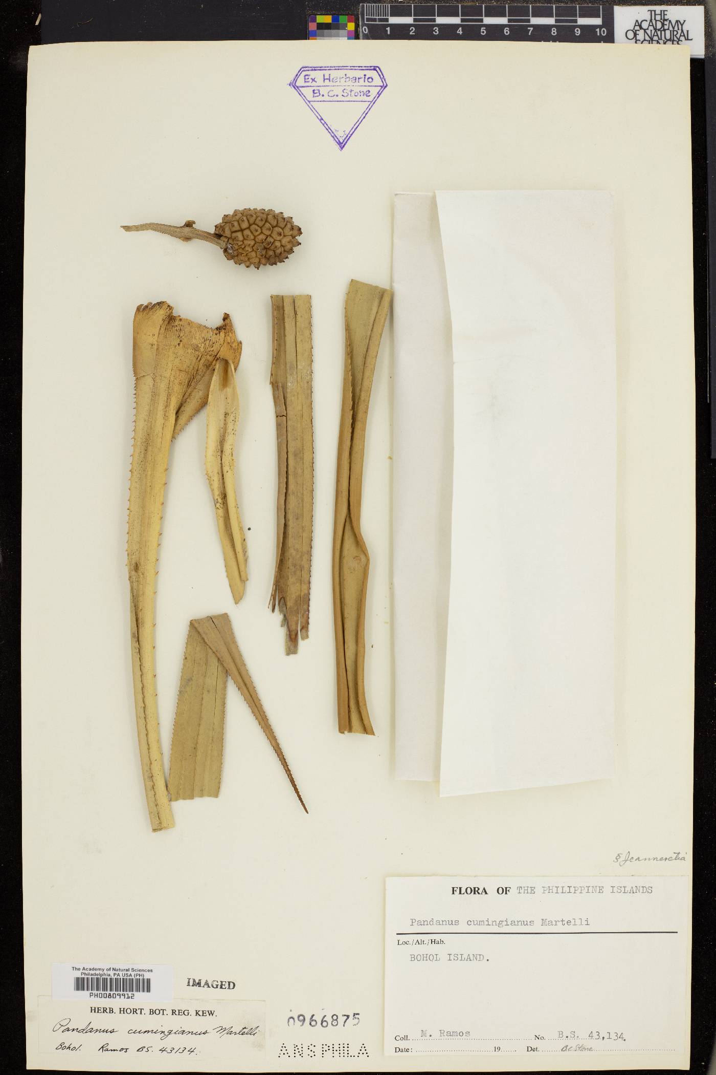 Pandanus cumingianus image