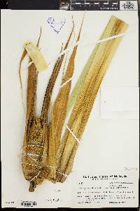 Media resource of Pandanus darwinensis