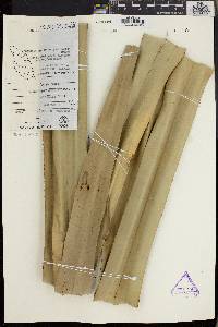 Pandanus kamiae image