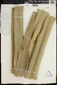 Pandanus kamiae image