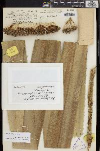 Pandanus kamiae image