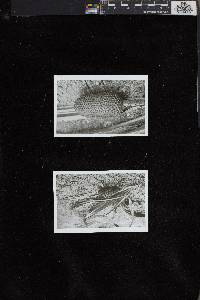 Pandanus kamiae image