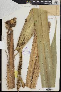 Pandanus kamiae image