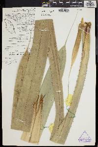 Pandanus kamiae image