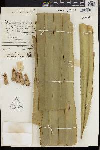 Pandanus kamiae image