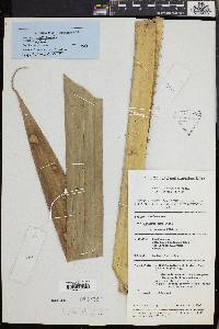 Pandanus kamiae image