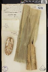 Pandanus kamiae image