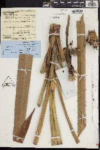 Pandanus kamiae image