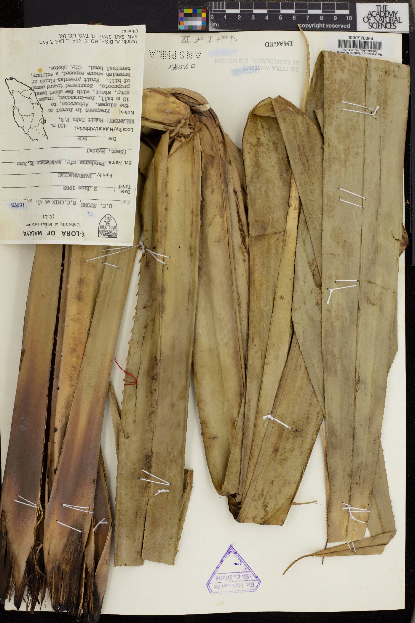 Pandanus kedahensis image