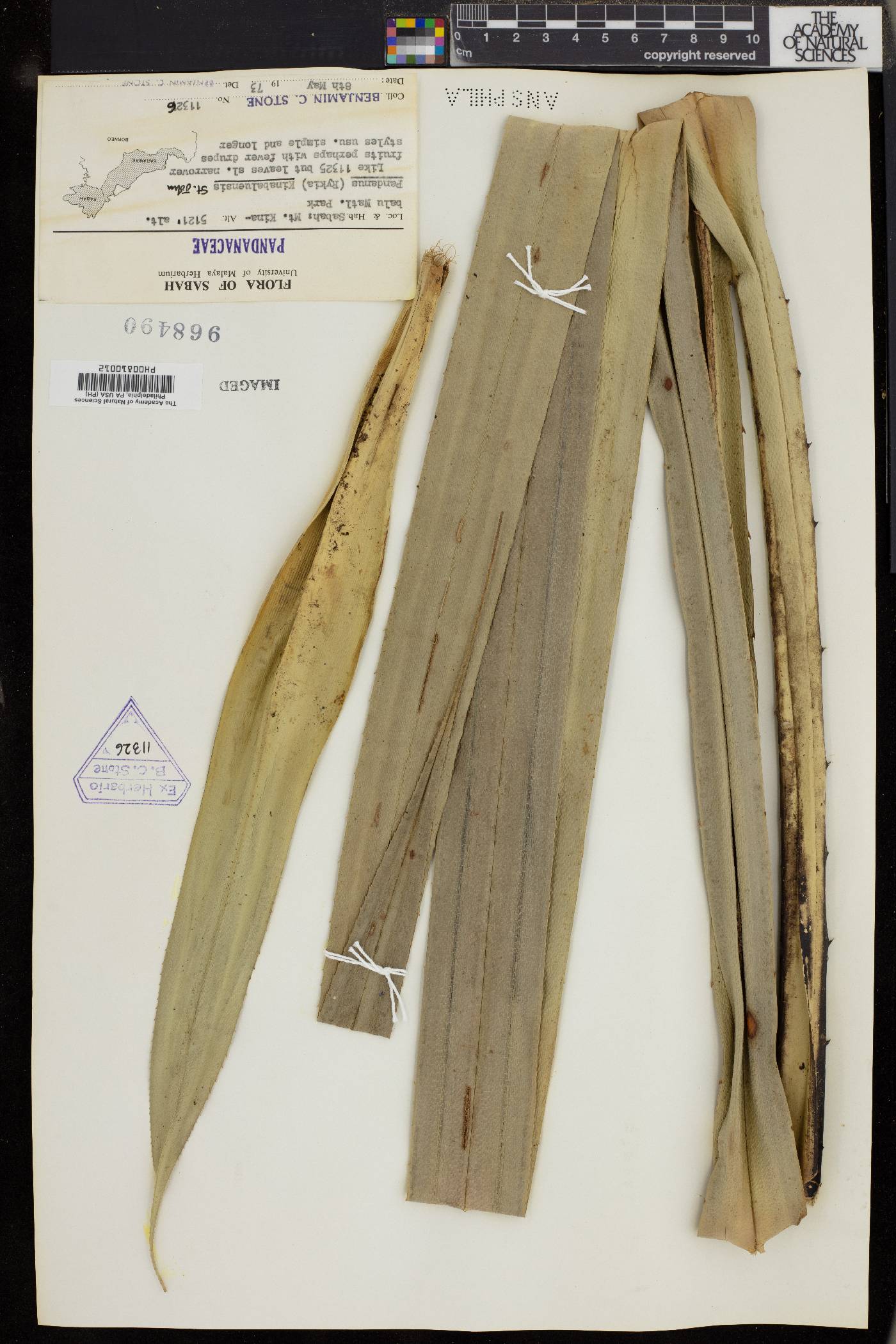 Pandanus kinabaluensis image