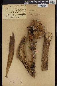 Pandanus klossii image