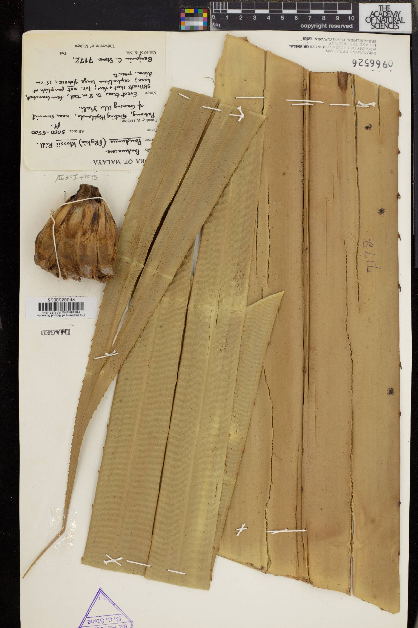Pandanus klossii image