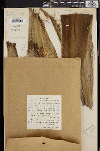 Pandanus klossii image