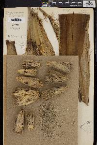 Pandanus klossii image