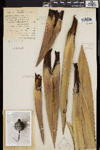 Pandanus klossii image