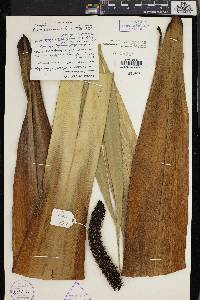 Pandanus klossii image
