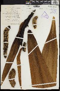 Pandanus klossii image