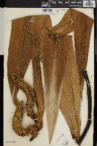 Pandanus klossii image