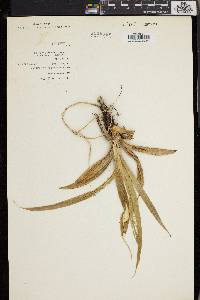 Pandanus klossii image