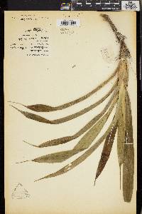 Pandanus klossii image