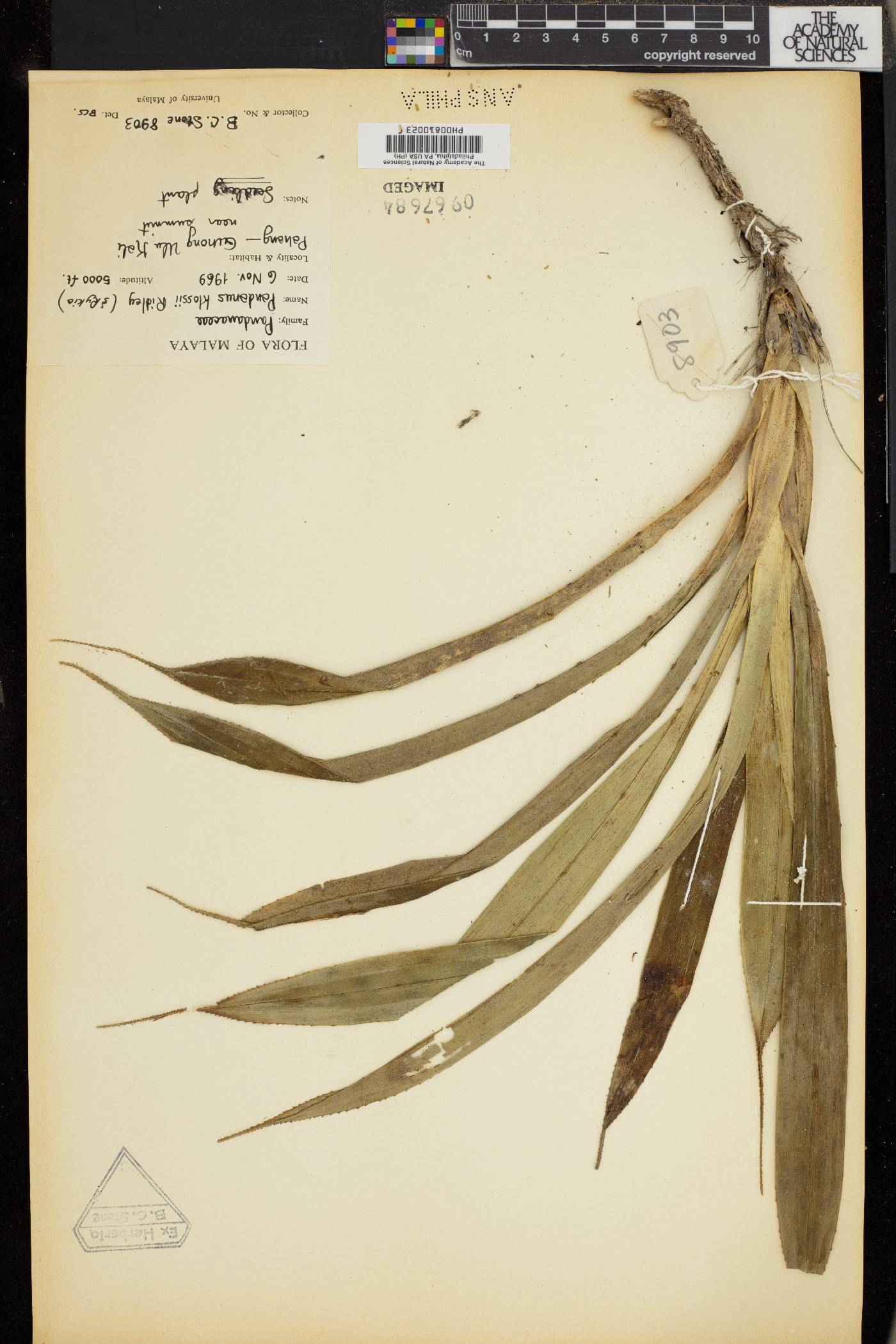 Pandanus klossii image