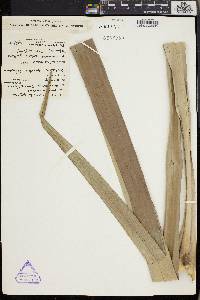 Pandanus krauelianus image