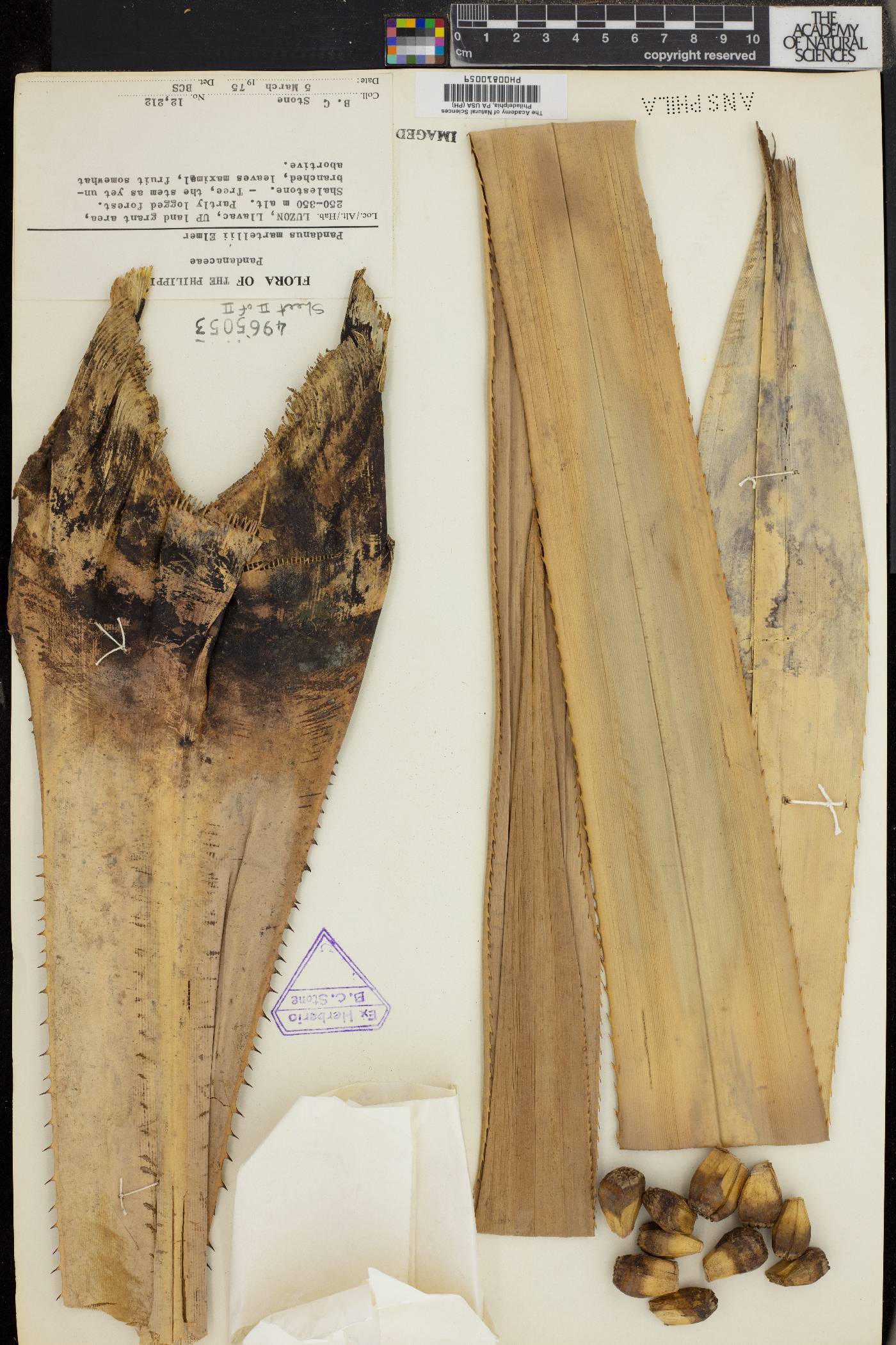 Pandanus martellii image