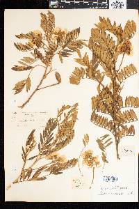 Virgilia oroboides subsp. oroboides image