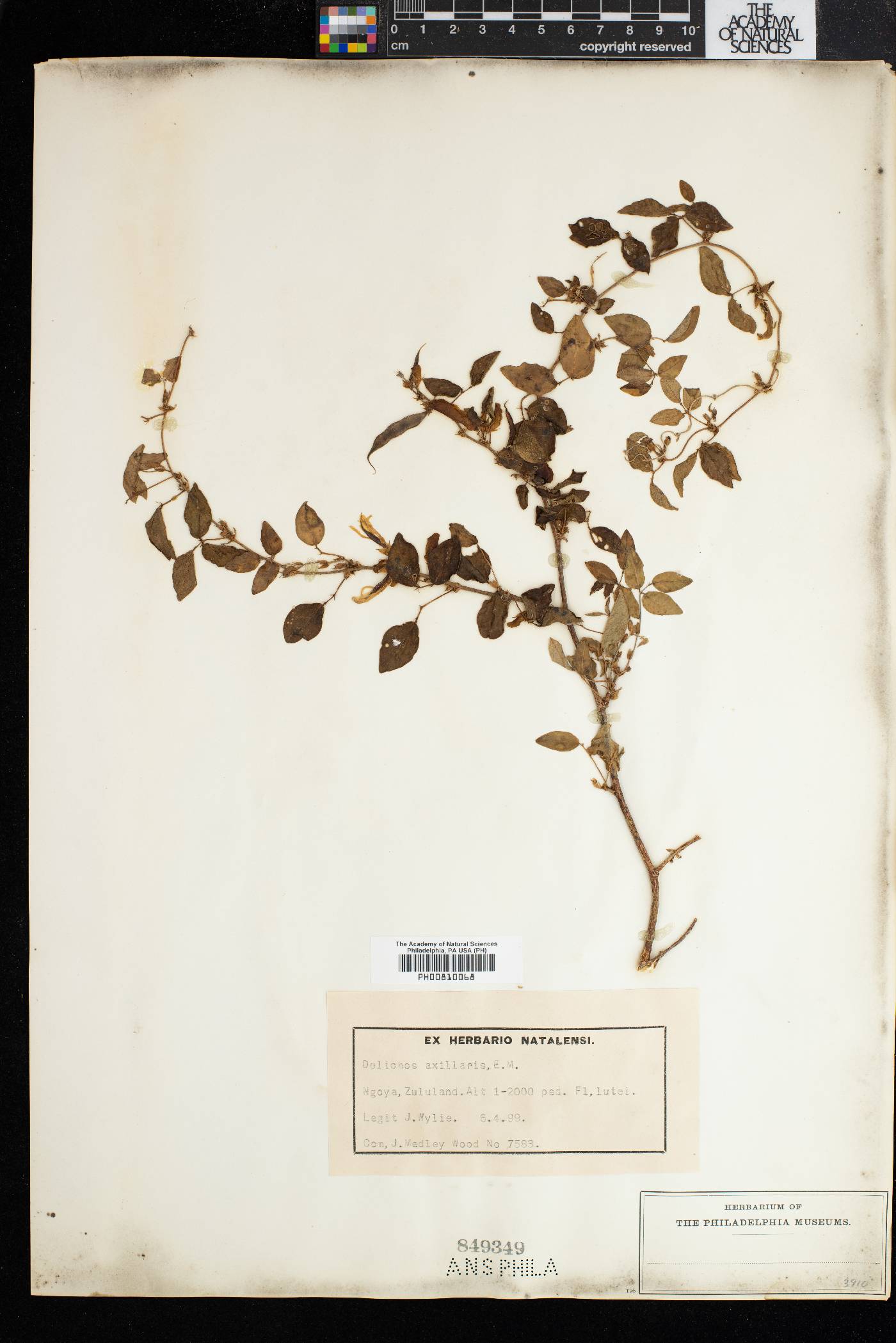 Dolichos axillaris image