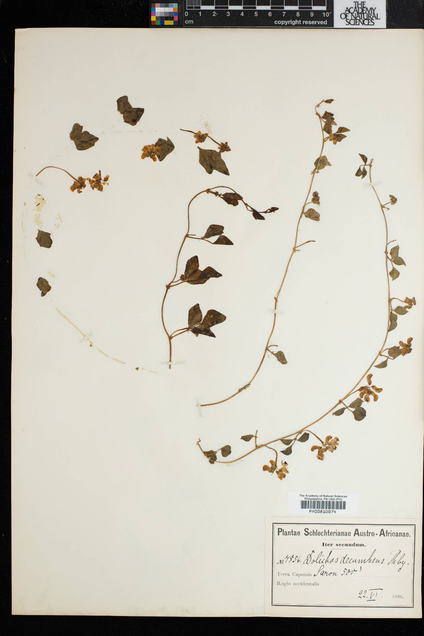 Dolichos decumbens image