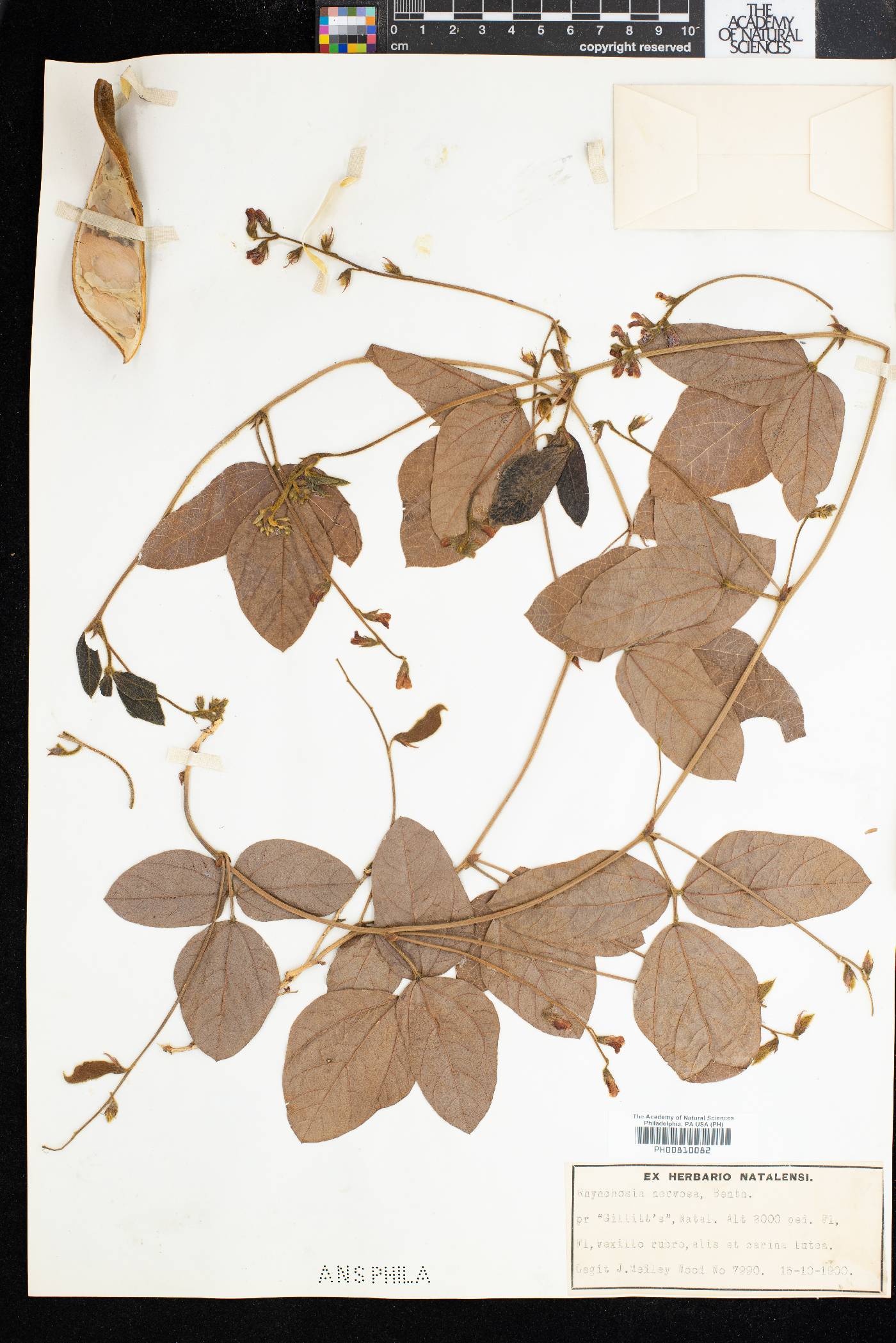 Rhynchosia nervosa image