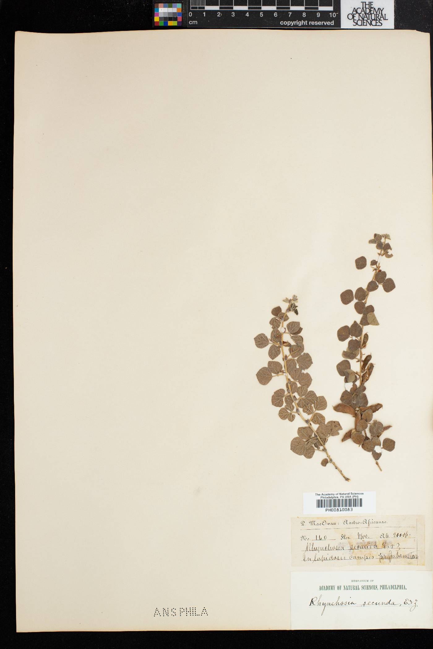 Rhynchosia secunda image