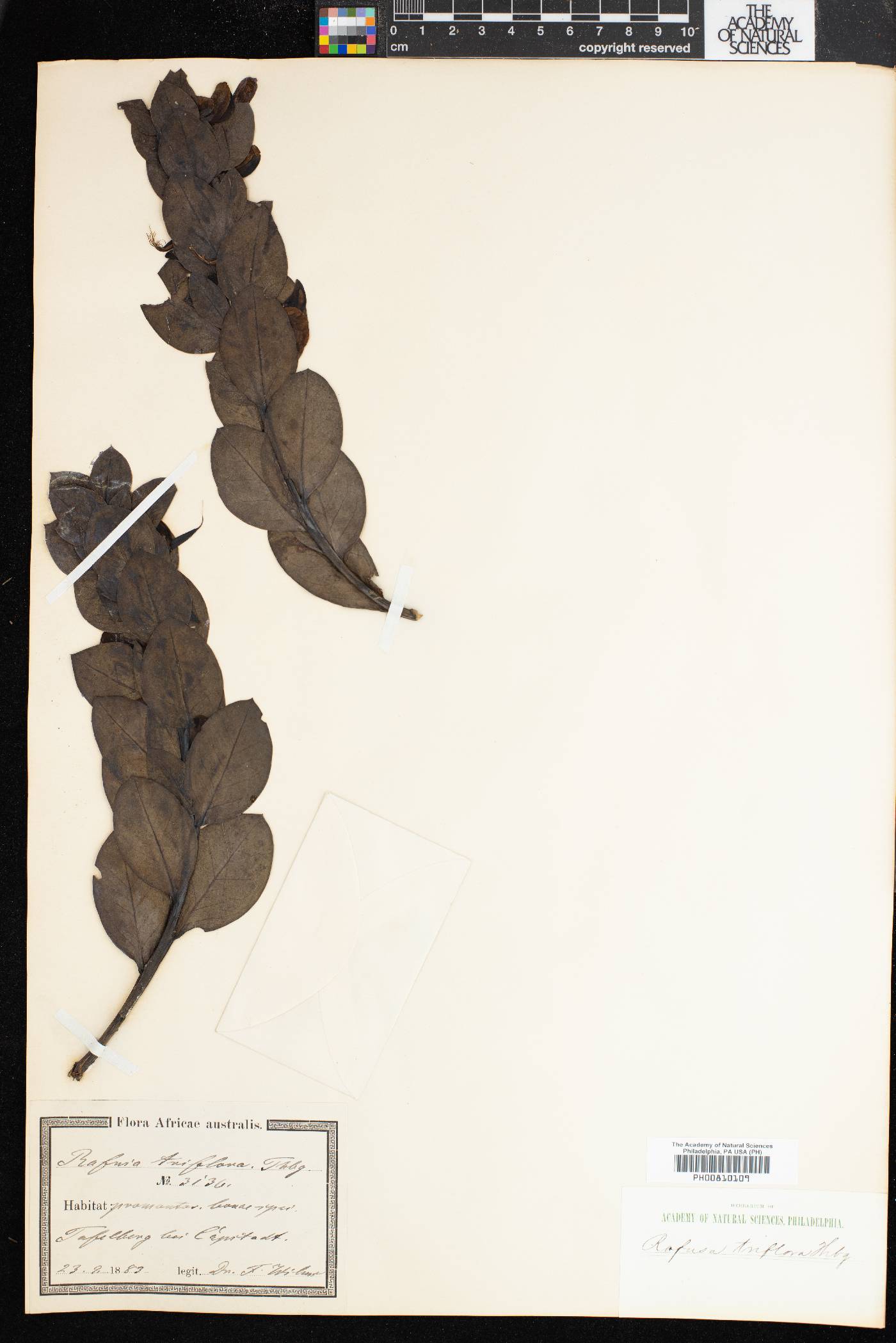 Rafnia triflora image