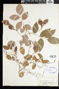 Pterocarpus lucens image