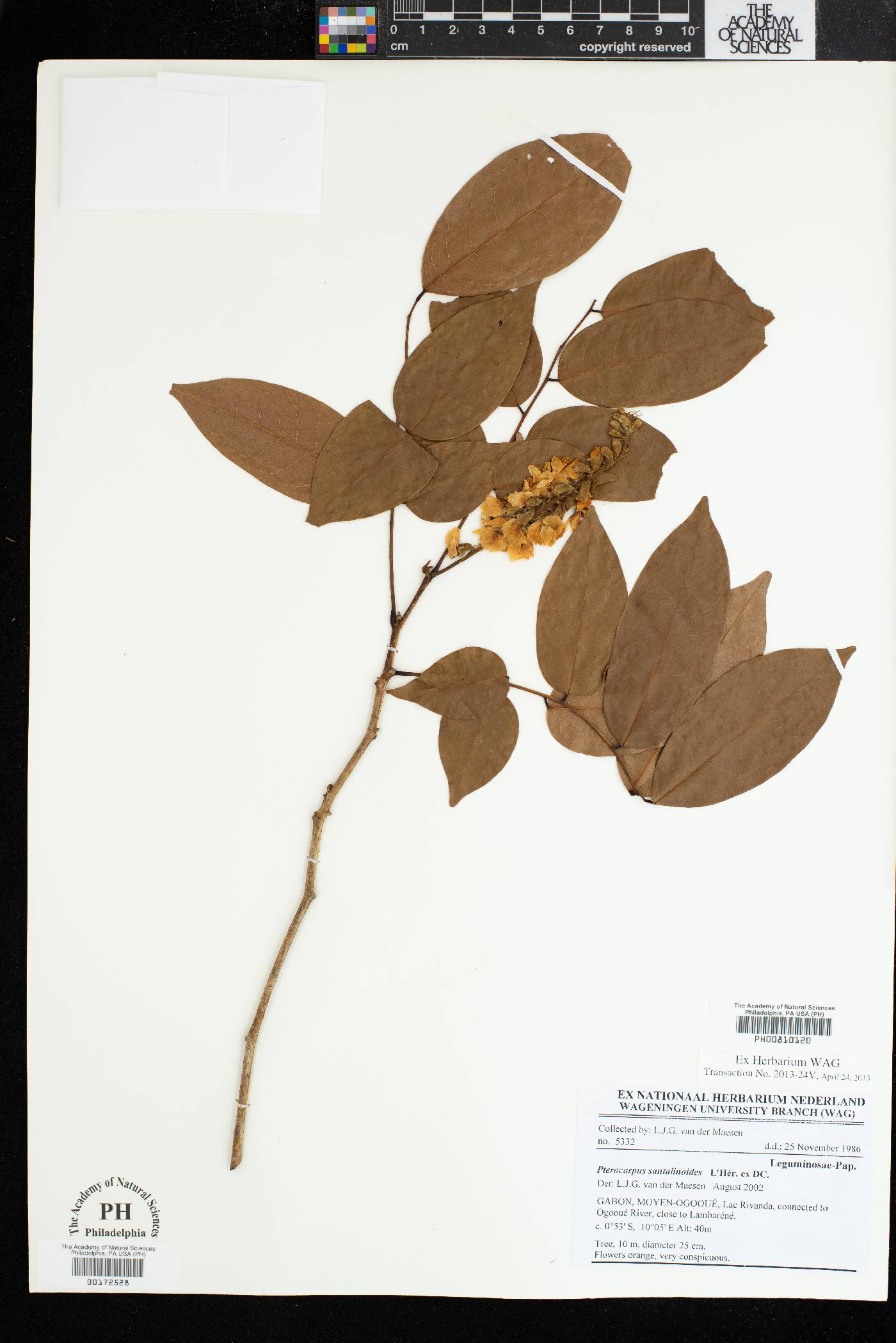 Pterocarpus santalinoides image