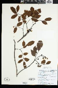 Image of Pterocarpus tessmannii