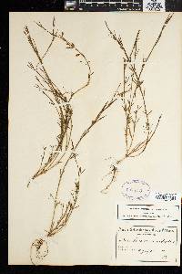 Psoralea restioides image