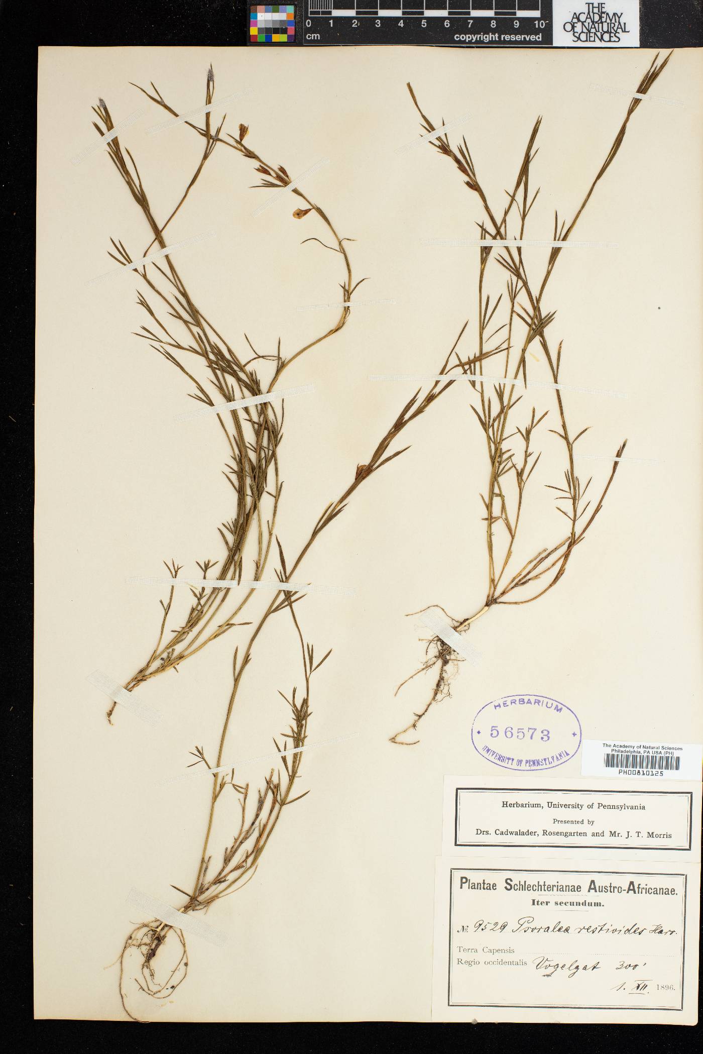 Psoralea restioides image