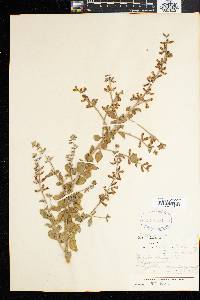 Indigofera cytisoides image