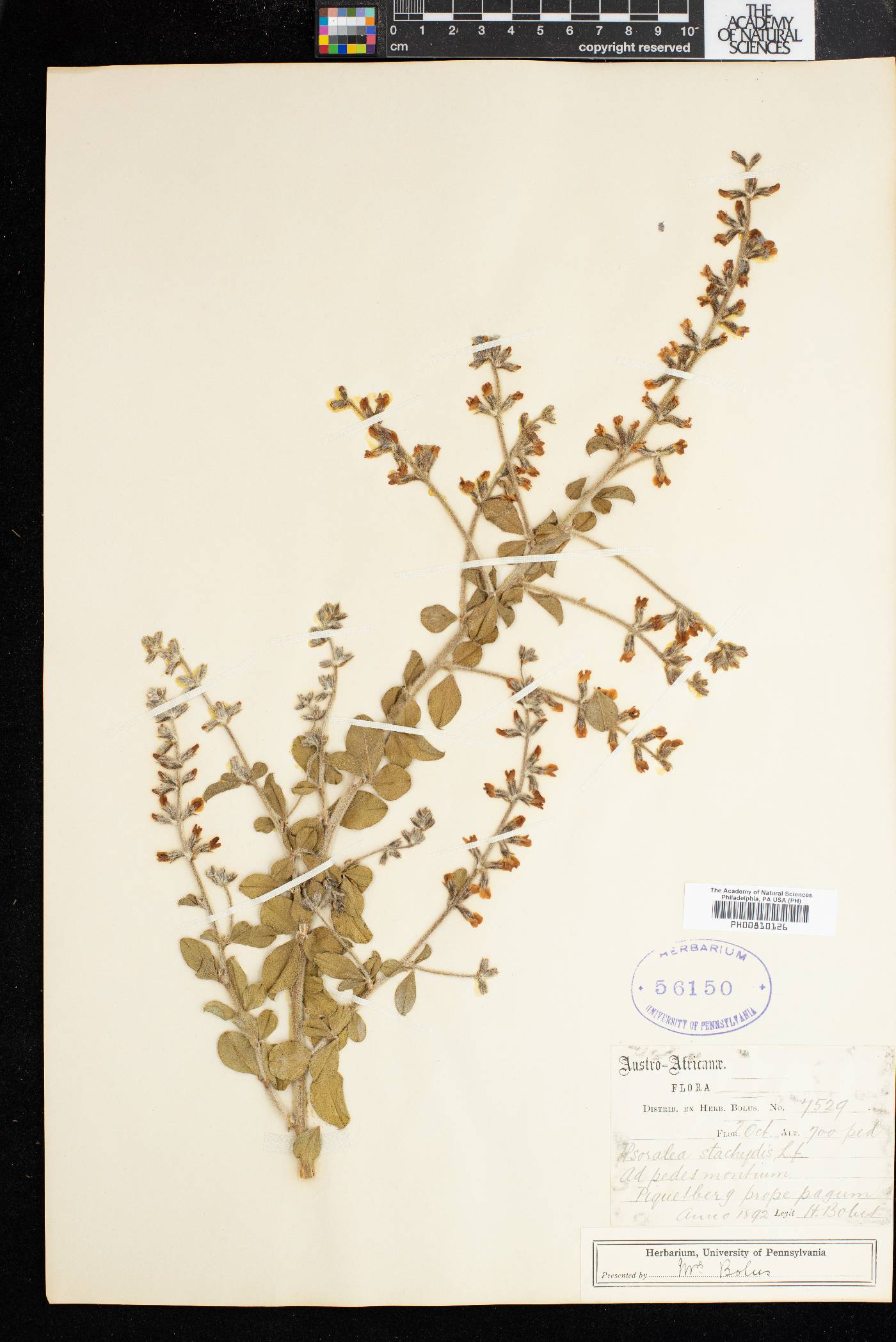 Indigofera cytisoides image