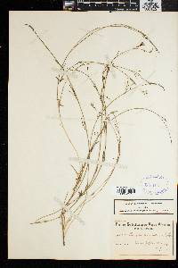 Image of Psoralea tenuissima