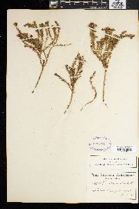 Image of Psoralea aculeata