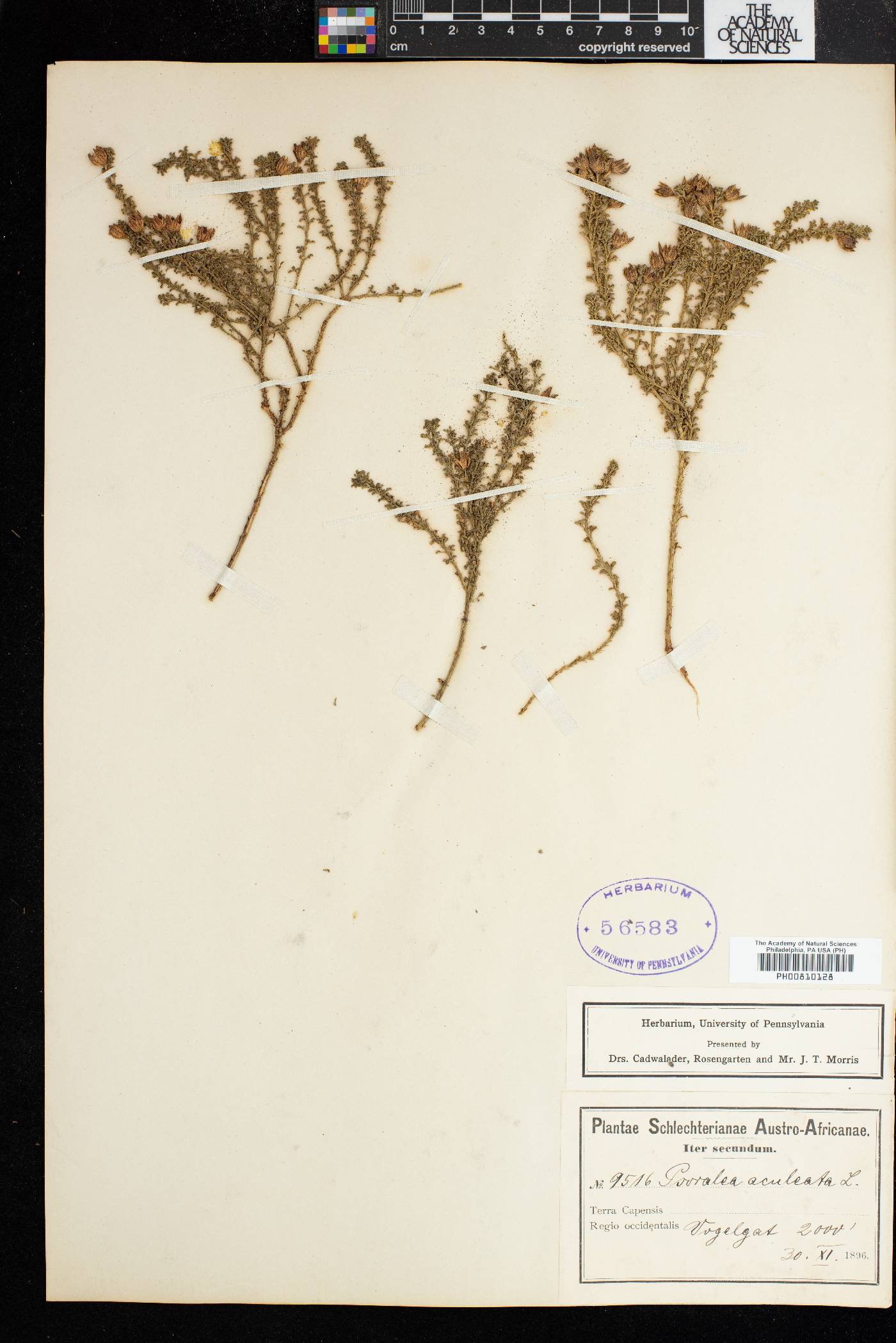 Psoralea aculeata image