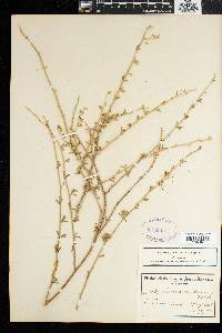 Image of Psoralea candicans