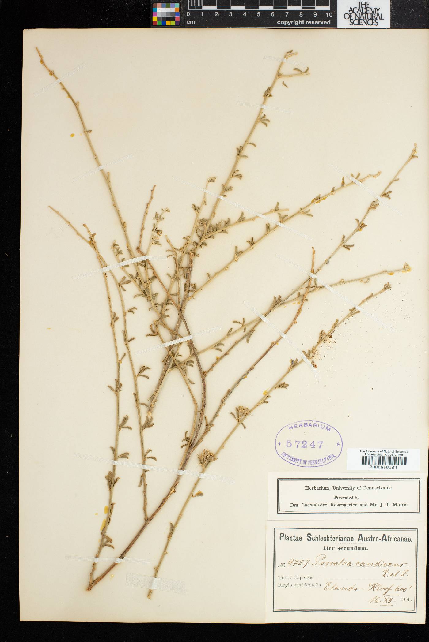 Psoralea candicans image