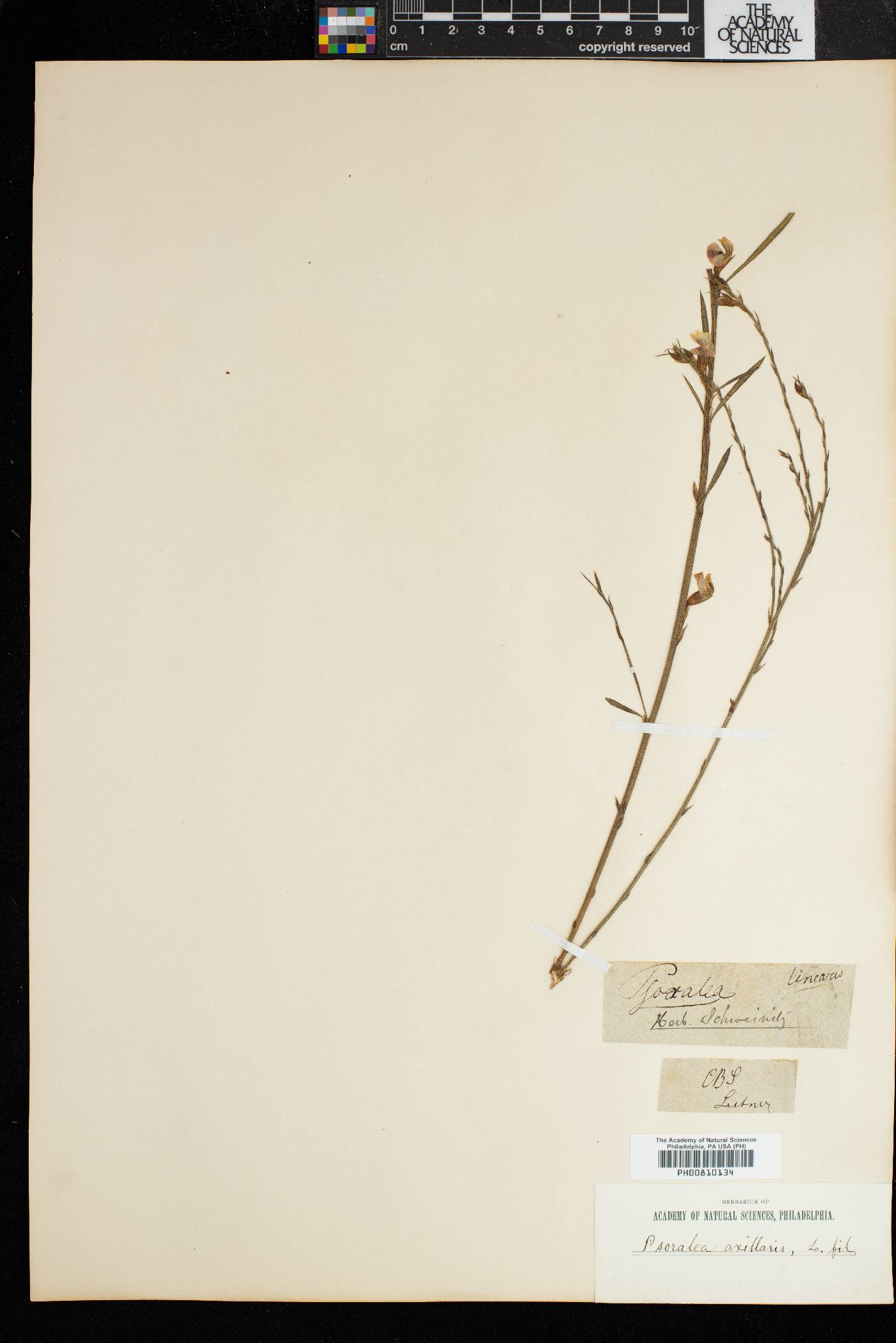 Psoralea axillaris image