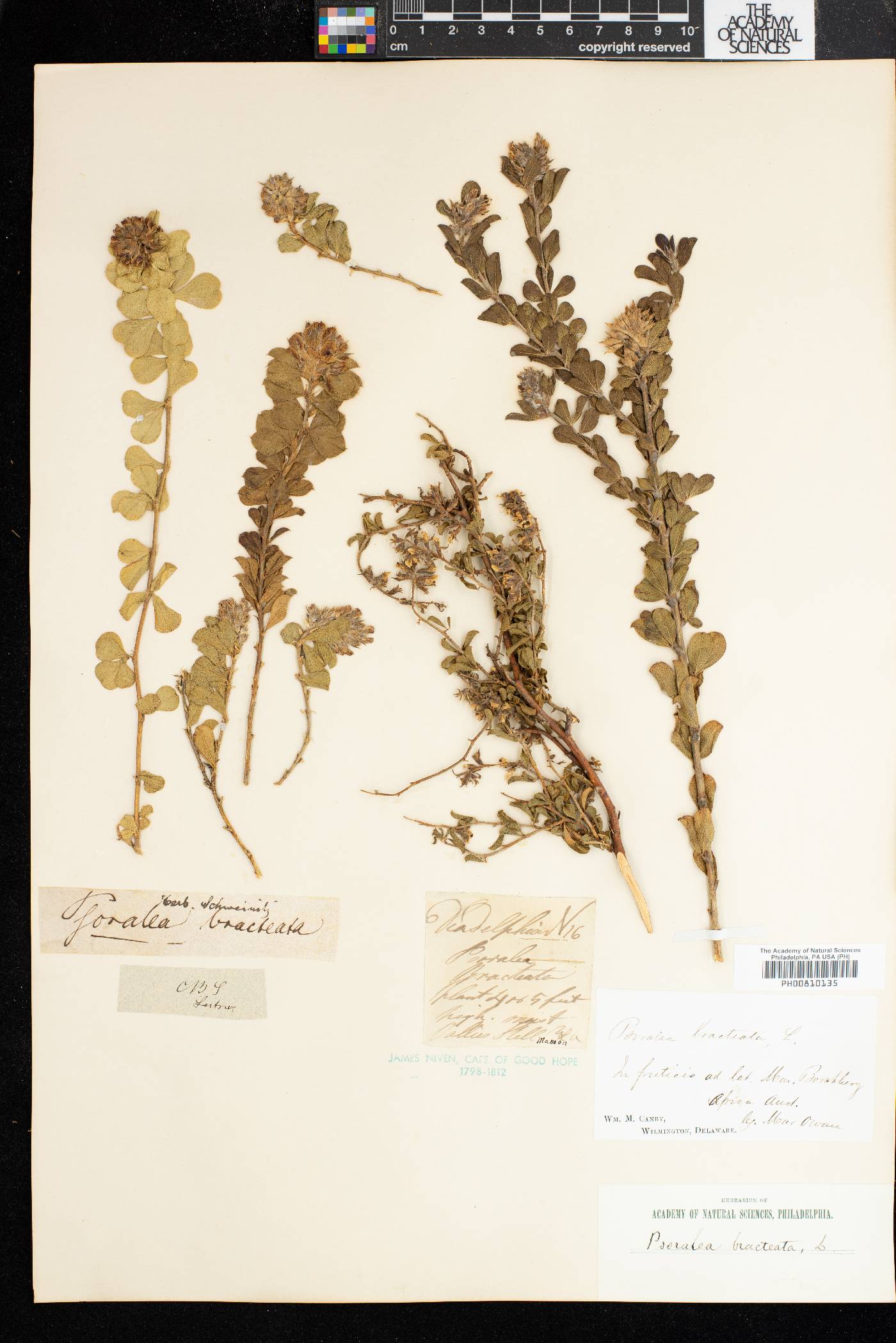 Psoralea bracteata image