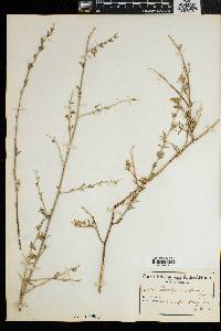 Psoralea candicans image