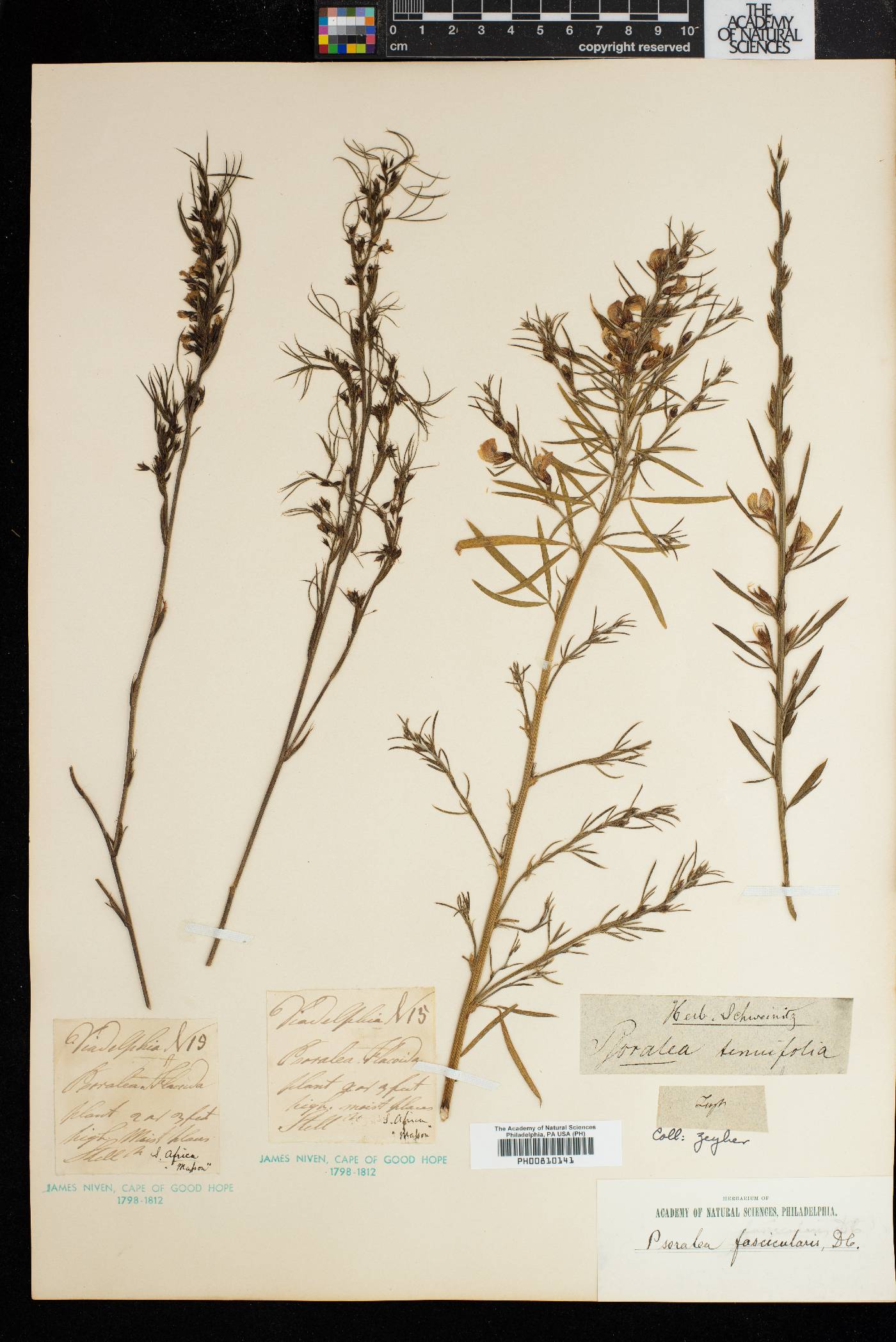 Psoralea fascicularis image