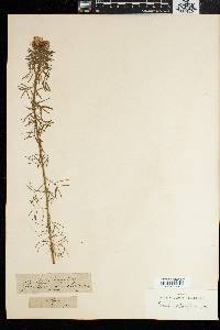 Image of Psoralea odoratissima